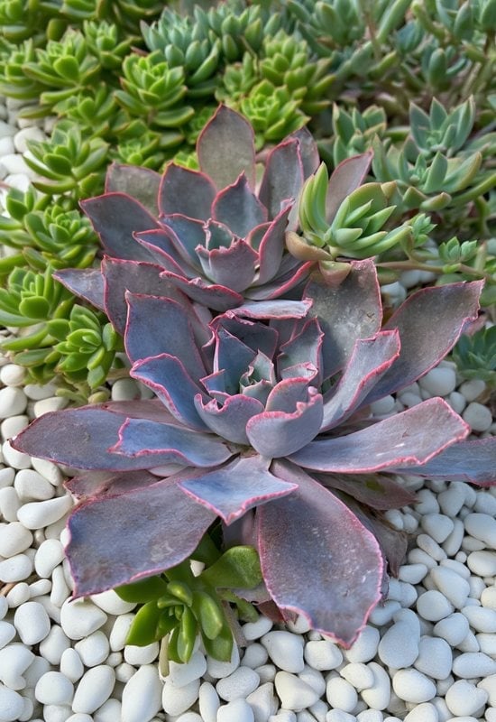 20 Most Colorful Echeverias to Grow for a Picture-Perfect Succulent Display 4
