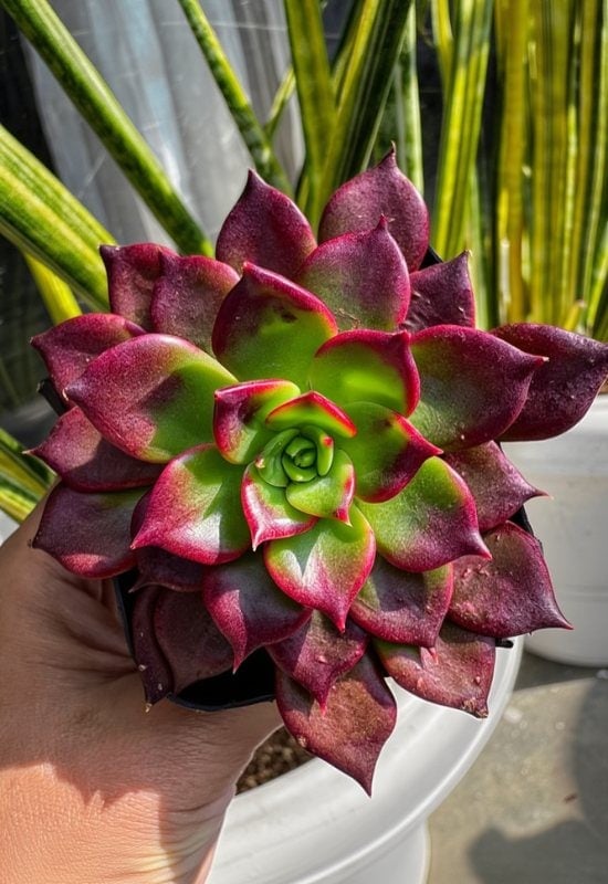 20 Most Colorful Echeverias to Grow for a Picture-Perfect Succulent Display 3