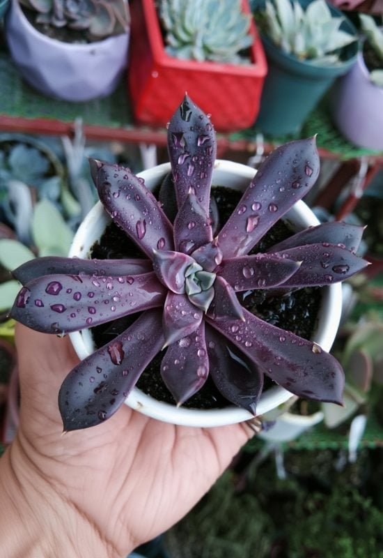 20 Most Colorful Echeverias to Grow for a Picture-Perfect Succulent Display 8