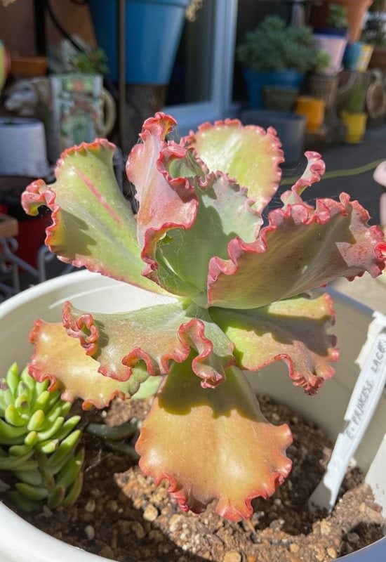 20 Most Colorful Echeverias to Grow for a Picture-Perfect Succulent Display 7