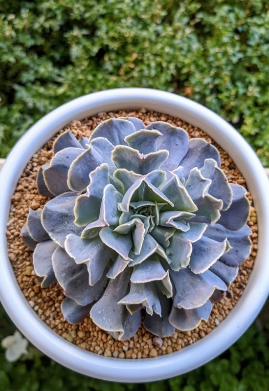 20 Most Colorful Echeverias to Grow for a Picture-Perfect Succulent Display 6