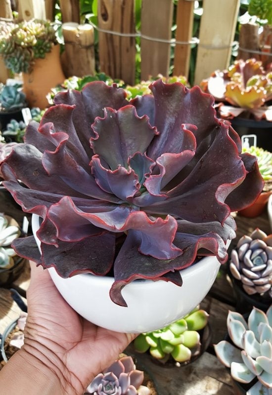 20 Most Colorful Echeverias to Grow for a Picture-Perfect Succulent Display 13