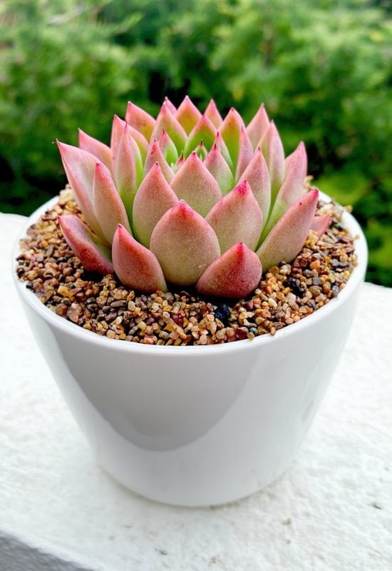 20 Most Colorful Echeverias to Grow for a Picture-Perfect Succulent Display 11