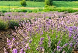 12 Reasons to Grow Lavender
