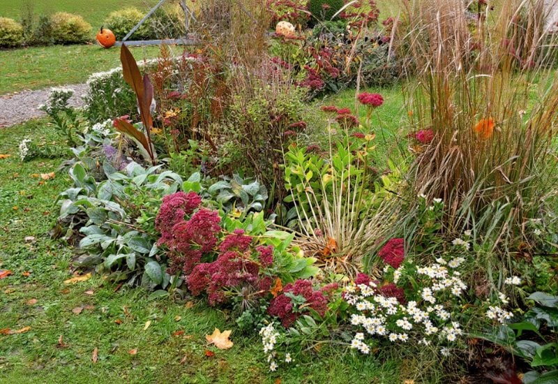 Seasonal Flower bed in the autumn garden with a variety of colorful flowers