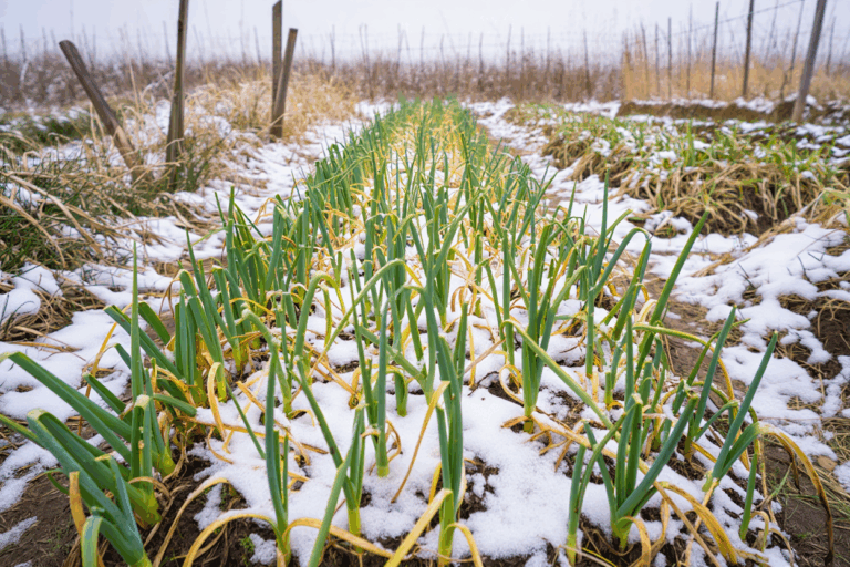 Why Calling Snow ‘Poor Man’s Fertilizer’ Is Only Half True — Here’s What Really Happens