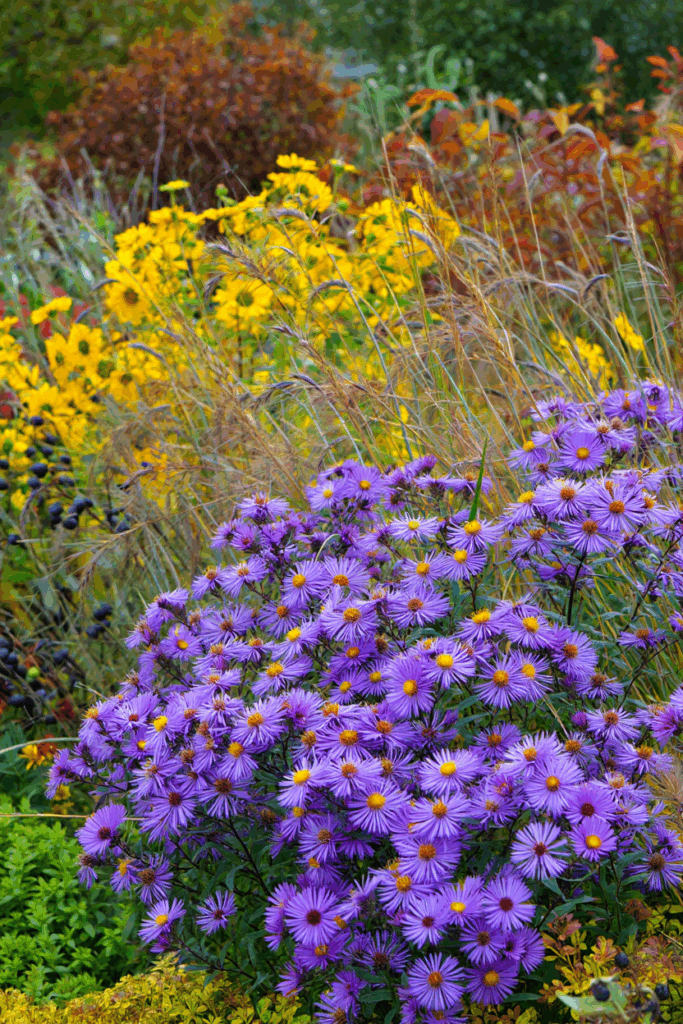 As Summer Fades, These 10 Native Flowers Keep Bees, Butterflies, and Color Alive Until Frost 10