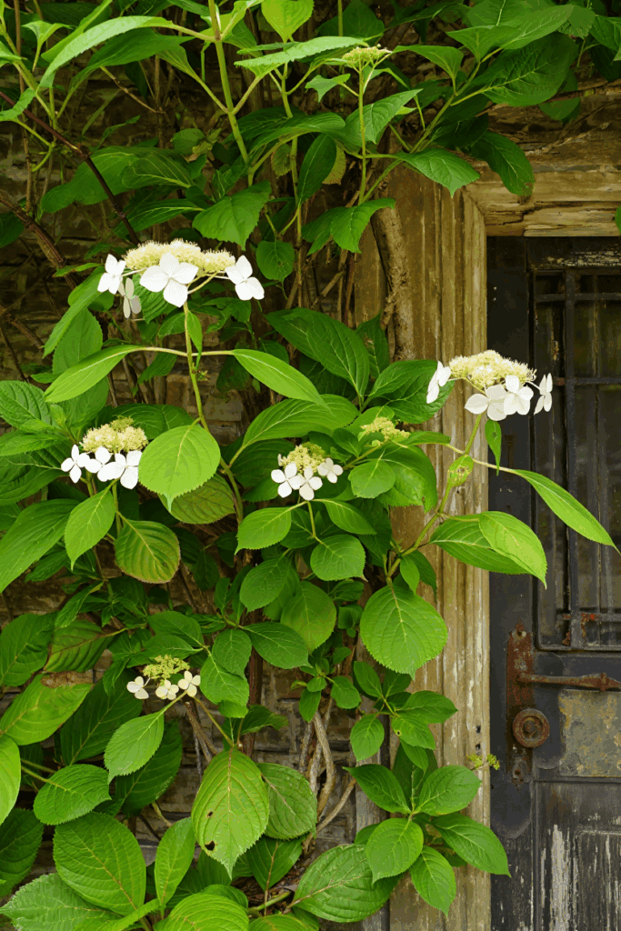 15 White Flowering Vines That Turn Plain Fences and Pergolas Into Cascades of Soft, Snow-Colored Blooms 2