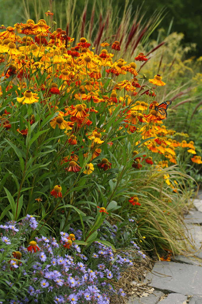 As Summer Fades, These 10 Native Flowers Keep Bees, Butterflies, and Color Alive Until Frost 1