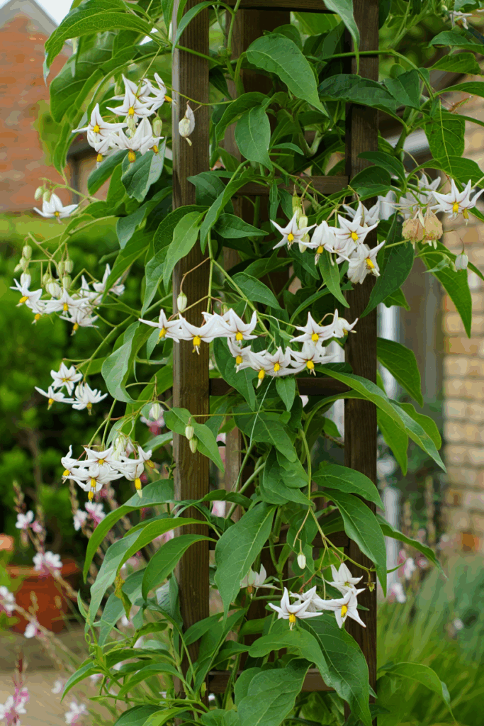 15 White Flowering Vines That Turn Plain Fences and Pergolas Into Cascades of Soft, Snow-Colored Blooms 6