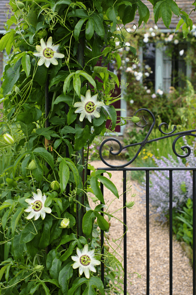 15 White Flowering Vines That Turn Plain Fences and Pergolas Into Cascades of Soft, Snow-Colored Blooms 1