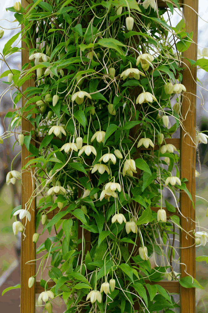 15 White Flowering Vines That Turn Plain Fences and Pergolas Into Cascades of Soft, Snow-Colored Blooms 5