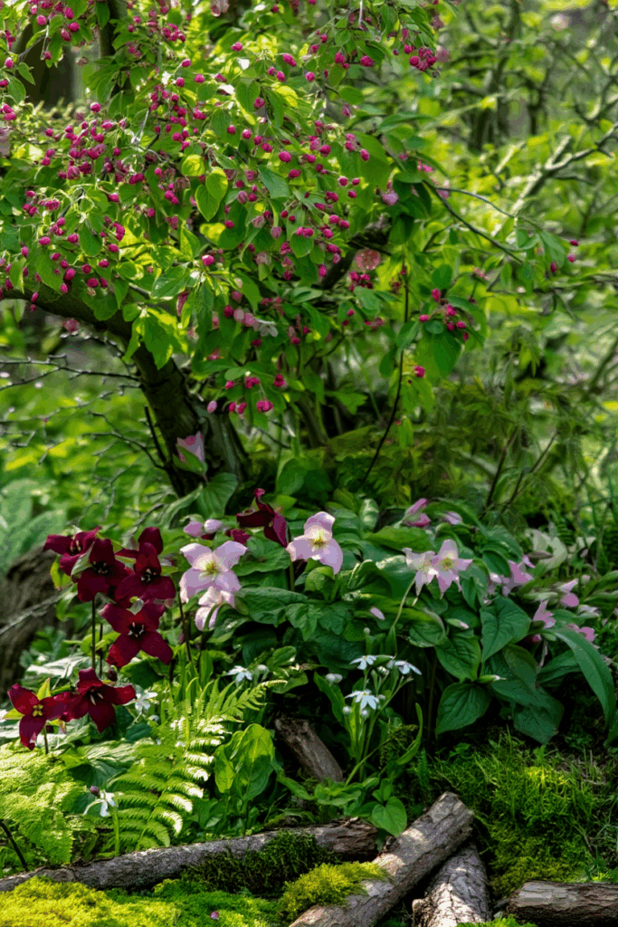 10 Native, Deer-Resistant Plants That Bring the Beauty of Hostas Without the Constant Chewing 2