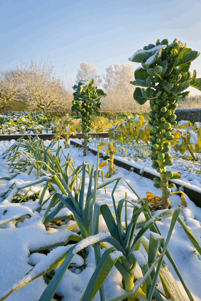Why Calling Snow ‘Poor Man’s Fertilizer’ Is Only Half True — Here’s What Really Happens 6