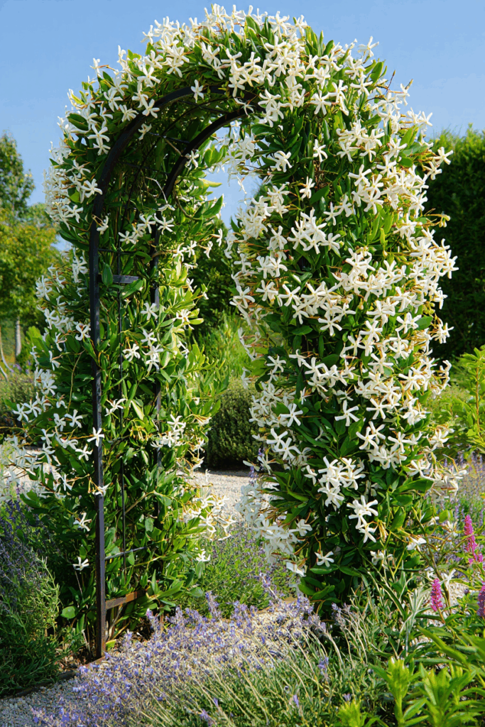 15 White Flowering Vines That Turn Plain Fences and Pergolas Into Cascades of Soft, Snow-Colored Blooms 8