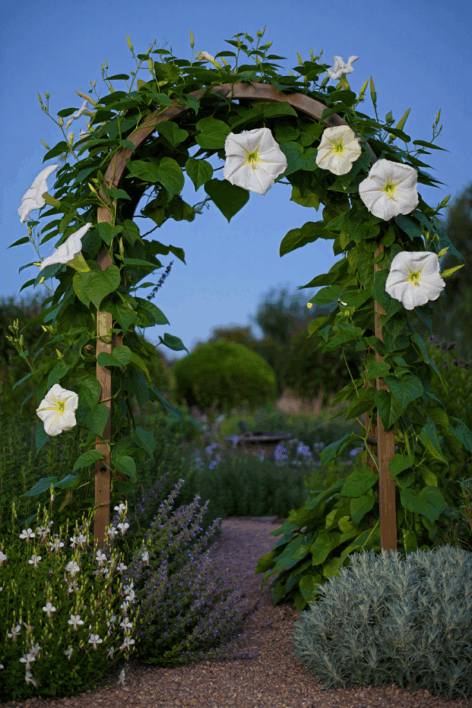 15 White Flowering Vines That Turn Plain Fences and Pergolas Into Cascades of Soft, Snow-Colored Blooms 3