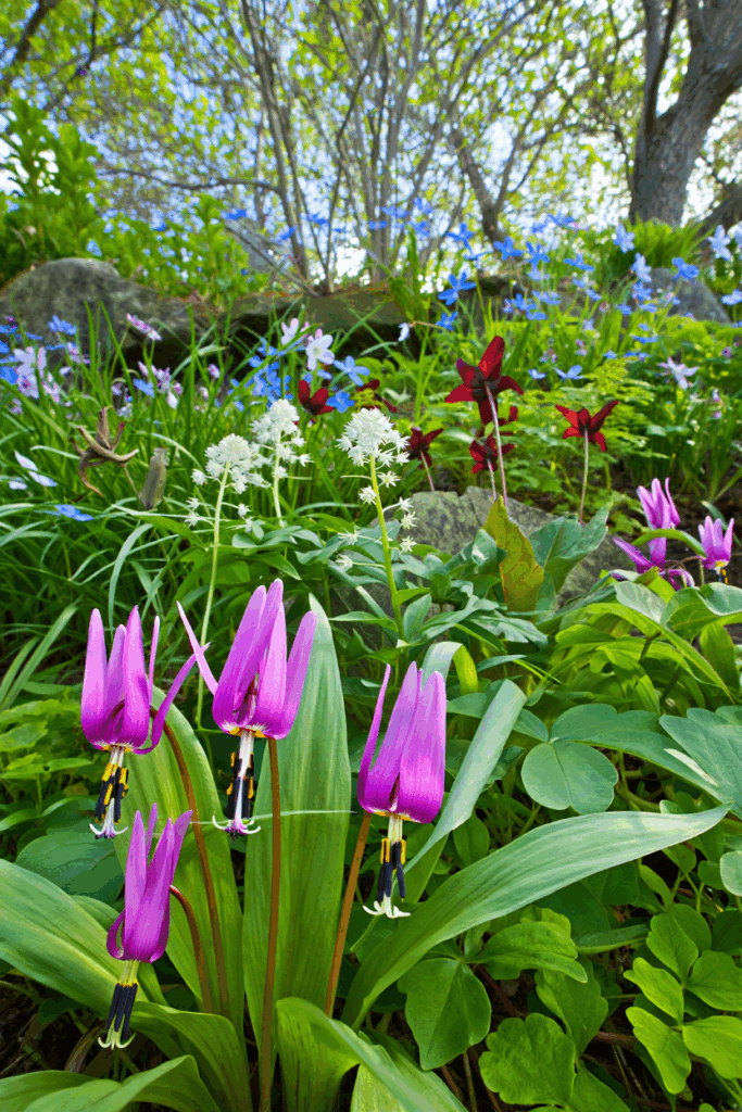 10 Native, Deer-Resistant Plants That Bring the Beauty of Hostas Without the Constant Chewing 7
