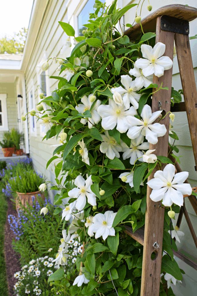 15 White Flowering Vines That Turn Plain Fences and Pergolas Into Cascades of Soft, Snow-Colored Blooms 9