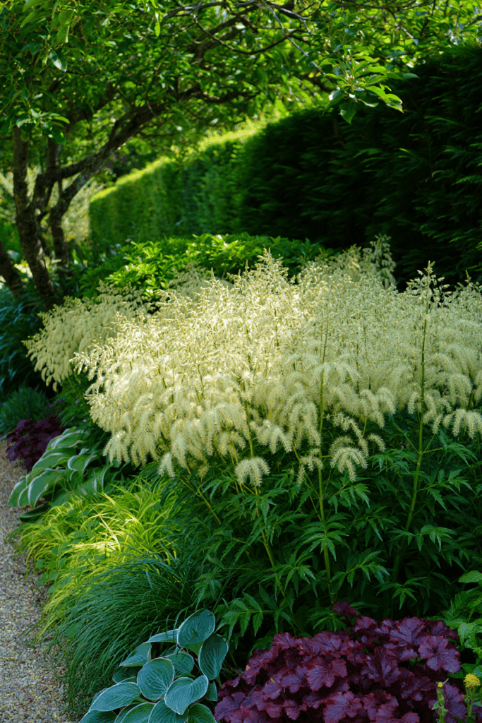 10 Native, Deer-Resistant Plants That Bring the Beauty of Hostas Without the Constant Chewing 4