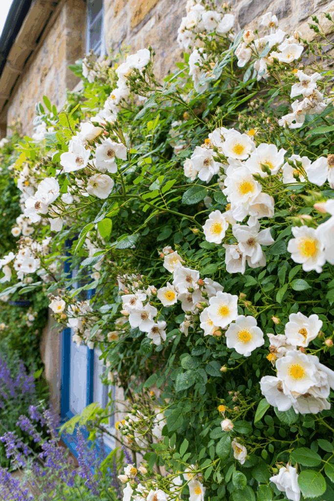 15 White Flowering Vines That Turn Plain Fences and Pergolas Into Cascades of Soft, Snow-Colored Blooms 7