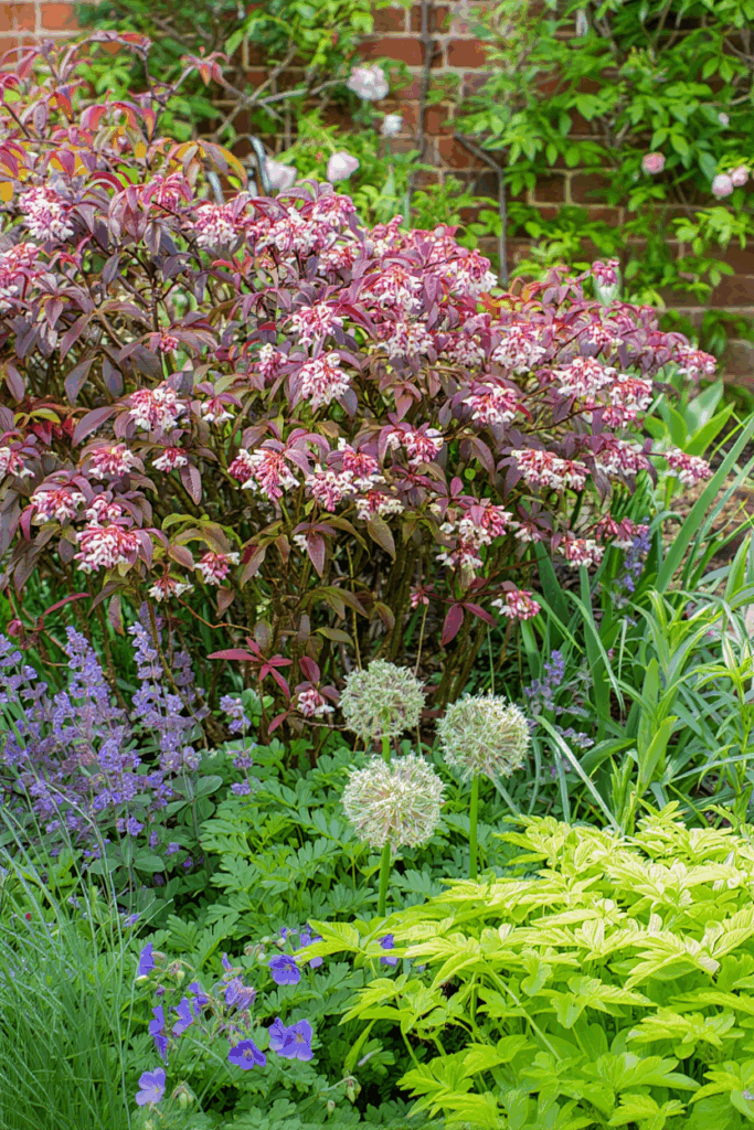 10 Flowering Shrubs That Are Just as Beautiful as Hydrangeas — but So Much Easier to Grow and Keep Healthy 3