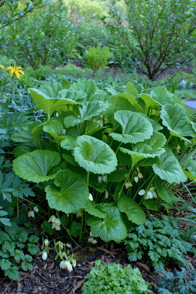 10 Native, Deer-Resistant Plants That Bring the Beauty of Hostas Without the Constant Chewing 5