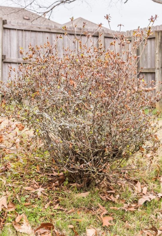 Abelia (Abelia x grandiflora)