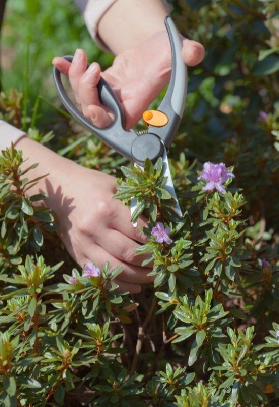 Azalea and Rhododendron (Rhododendron spp.)