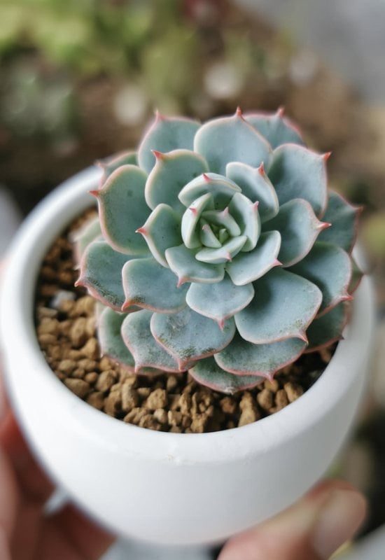 20 Most Colorful Echeverias to Grow for a Picture-Perfect Succulent Display 2