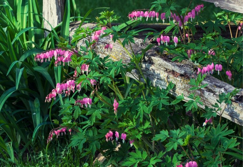 Bleeding Heart (Dicentra spectabilis)