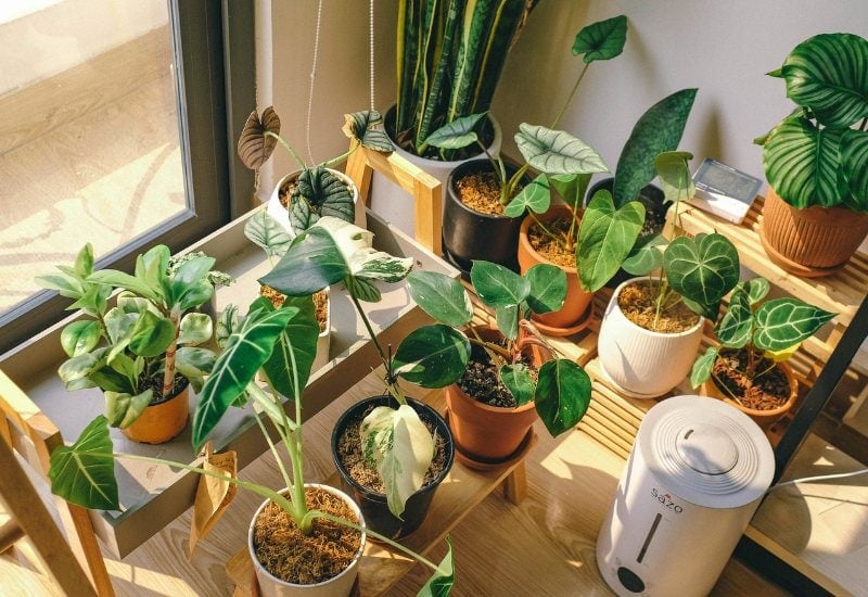 Bring Your Potted Plant Indoors, But With The Right Light Levels