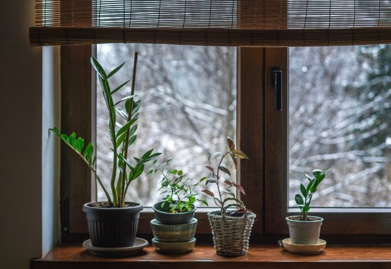 Flowers on the window. Violets

