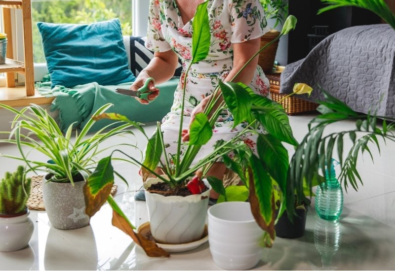 Check Your Pests And Diseases On Your Potted Plants Before You Bring Them Indoors For Winter