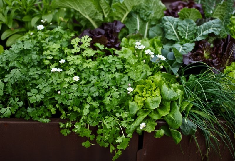 Cilantro Companion Planting