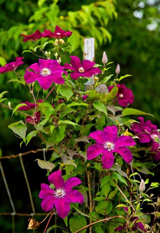 Clematis (Clematis spp., like Clematis viticella, Clematis texensisand Clematis jackmanii)