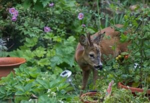 Deer Eating Your Tomatoes? Here’s How to Protect Your Plants