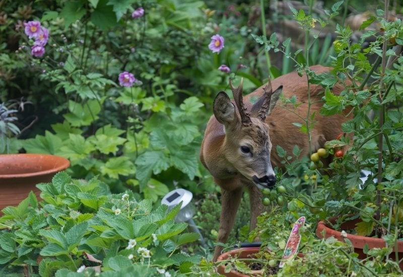 Deer Eating Your Tomatoes? Here’s How to Protect Your Plants