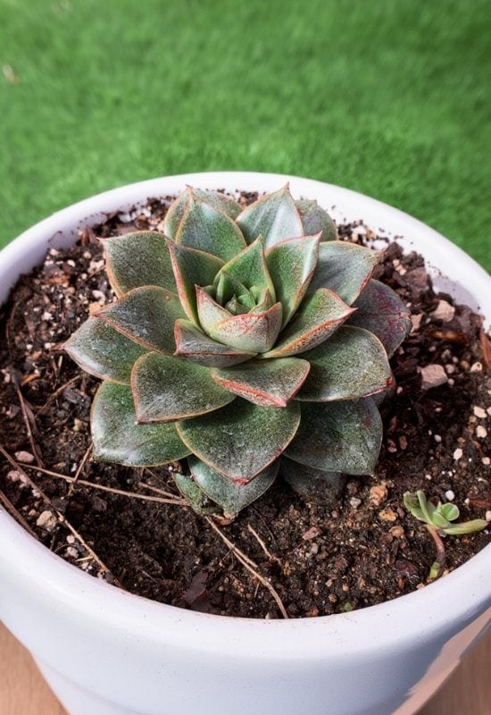 20 Most Colorful Echeverias to Grow for a Picture-Perfect Succulent Display 14