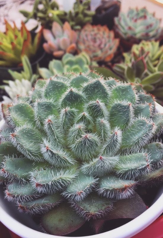 20 Most Colorful Echeverias to Grow for a Picture-Perfect Succulent Display 10