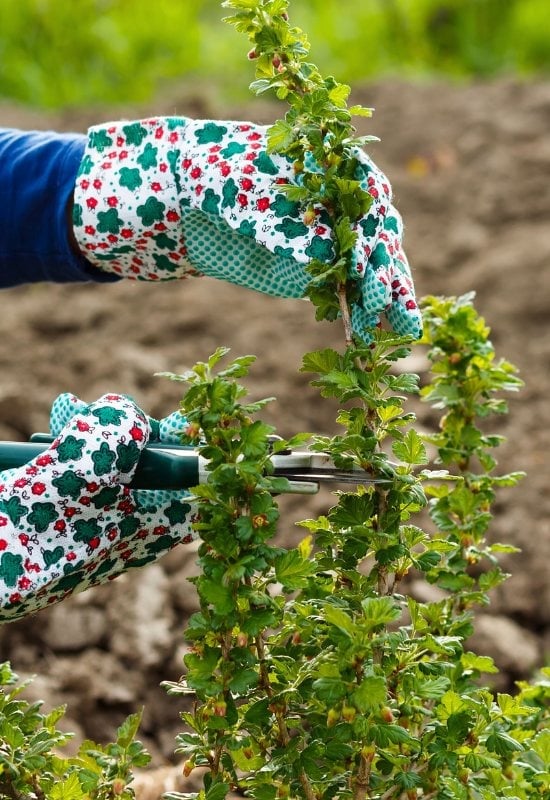 Gooseberries (Ribes uva-crispa)