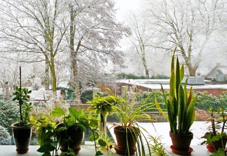 How to Bring Your Potted Plants Indoors for Winter