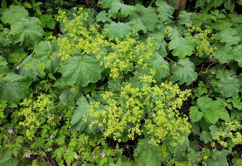 Lady’sMantle (Alchemilla mollis)