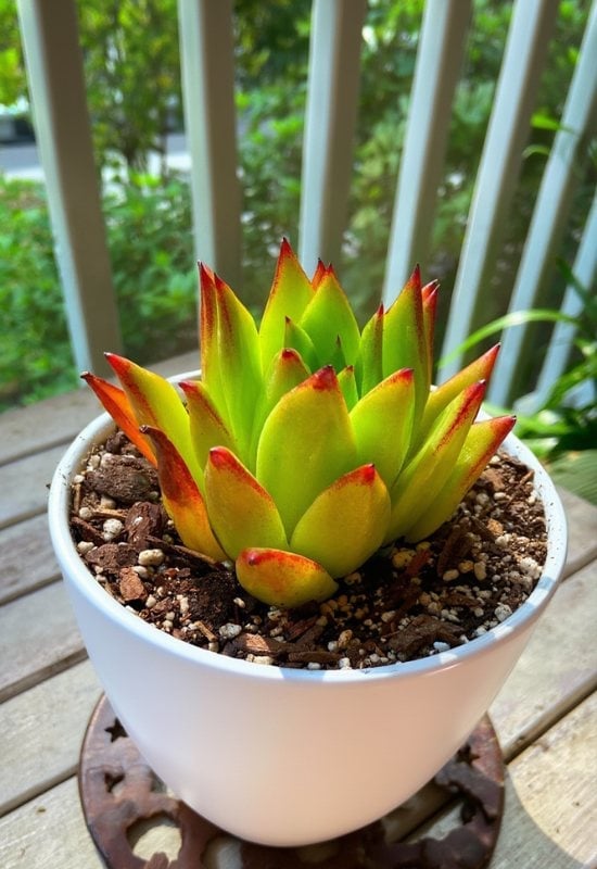 20 Most Colorful Echeverias to Grow for a Picture-Perfect Succulent Display 5