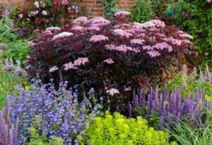 Low-Maintenance Hydrangea Alternatives
