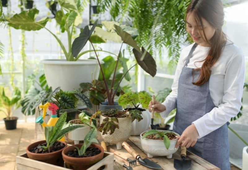 Move Your Potted Plants Indoors, But Careful With Humidity Levels!