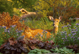 Native, Deer-Resistant Plants