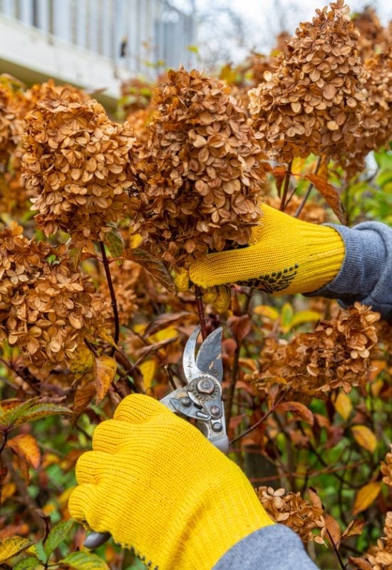 New Wood Flowering Hydrangeas (Hydrangea paniculata, Hydrangea arborescens)