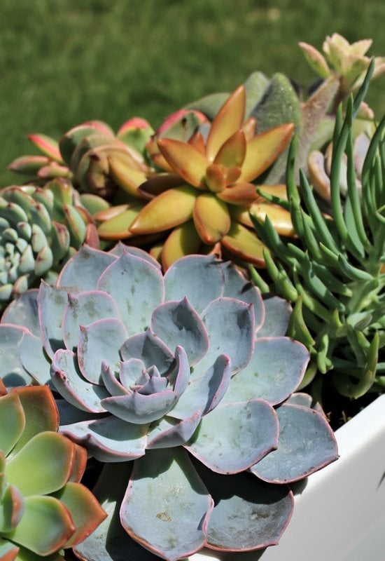 20 Most Colorful Echeverias to Grow for a Picture-Perfect Succulent Display 18