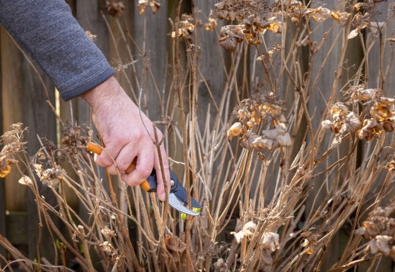 Plants You Should Prune in Winter (1)