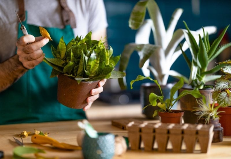Prune Your Potted Plants, When Necessary, Before Taking Them Indoors